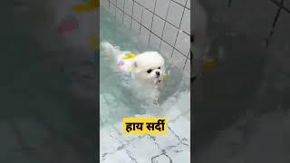 Winter session #shorts #viralpet #love #funnyvideo