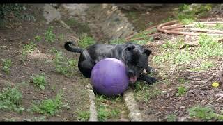 Lily the Staffordshire Bull Terrier, two years old