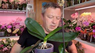 СВАРИЛИСЬ орхидеи от стимуляции цветения орхидей и КУЧА цветоносов у орхидеи от 50 градусов душа