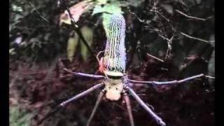 Mate binding behavior of male orb-web "Nephila pilipes" spider