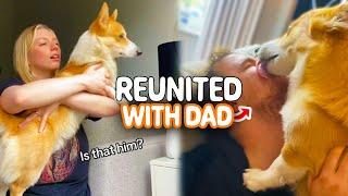 Corgi Reunited With Dad!  | PAWSOME PETS