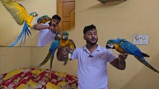New full tamed Blue & gold macaw pair came to our Aviary From Bangalore.