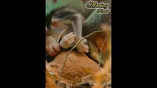 Watch how a dying baby monkey clings to his life on his mom's arm