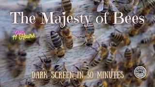 Sounds for Deep Sleep ⨀ The Sound of Honey Bees ⨀ Dark Screen ⨀ 11 Hours