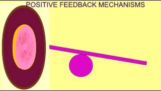 HOMEOSTASIS: POSITIVE FEEDBACK MECHANISMS