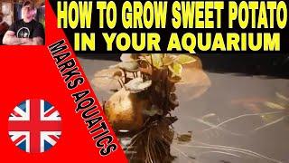 HOW TO GROW SWEET POTATO IN YOU AQUARIUM