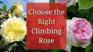 Choose the Right Climbing Rose