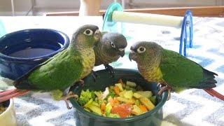 Niki, Penny, and Rio -- 7 week old Baby Green Cheek Conures