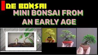 Mini bonsai from an early age IDE BONSAI