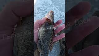 Страшная рыба РОтан