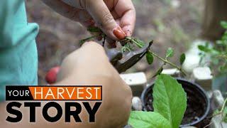 South Florida Gardening with Miami Seed Share | Your Harvest Story