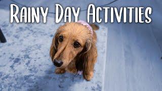 How I Exercise My Dog on a Rainy Day
