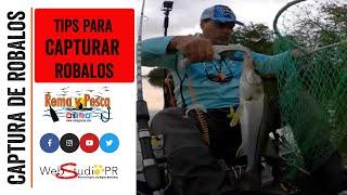 Tips para Captura de Robalos - Rema y Pesca