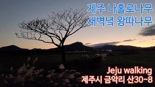 4K. Travel to Jeju. 새벽녘 목장 한가운데 홀로 서있는 왕따나무. 제주 나홀로나무. 이달봉과 새별오름 사이 제주 왕따나무. 금악. 이시돌목장. 새별오름. 이달봉.