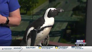 Mississippi Aquarium celebrating all things marine life, including penguins!