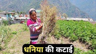 धनिया पक गया है || Priyanka Yogi Tiwari || Pahadi Lifestyle || Triyuginarayan