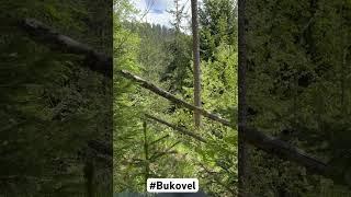 Deer Encounter in the Carpathians - So Close I Could Hear Them Breathe|Унікальна зустріч в Карпатах!