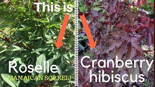 Difference Between Roselle And  Cranberry Hibiscus