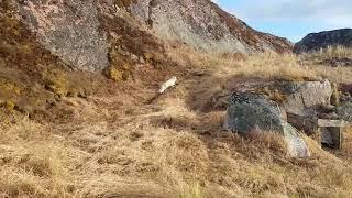 Arctic Fox Rescued from Ice Pan, June 2018