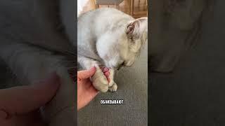 Думает ли кошка, что вы её мама #кошка #кот #коты