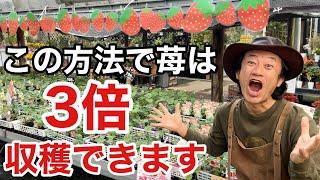 【たったこれだけ】イチゴの収量を倍増させるコツ教えます　　【カーメン君】【園芸】【ガーデニング】【初心者】