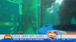 Sylvia Jeffreys swims with sharks