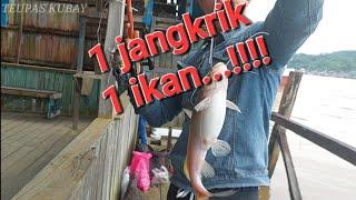 mancing ikan baung umpan jangkrik di sungai mahakam