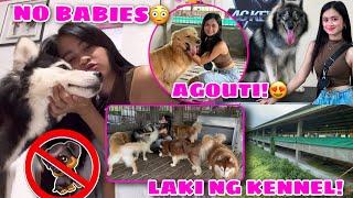 Why Thunder Can’t Have Babies? | Kennel Visit! | AGOUTI! | Husky Pack TV