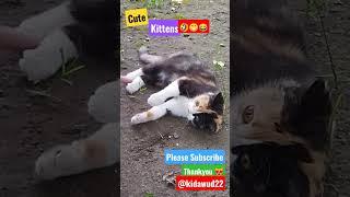 CuteKittens#shortsyoutube #catlovers #kittensmeowing #catvideos @@kidawud22