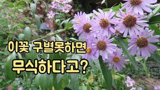 구절초, 쑥부쟁이,벌개미취 구별하기.이것 모르면 무식하다? 갸가 갸같은 들국화 자매 완벽 구별법.