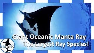 Giant Oceanic Manta Rays, our Gentle Giants of the Sea (Mobula Birostris)