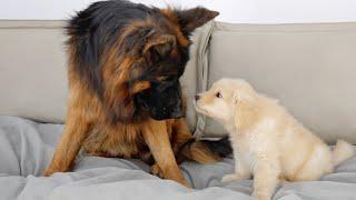 German Shepherd with Depression and Therapy Dog Go From Strangers to Best Friends