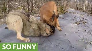 Wolf and dog share incredible friendship