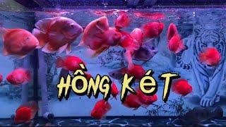 Hồng két đỏ siêu đẹp mới về | Cherry Guppy