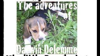 The adventures of Darwin Delemme, the little Beagle dog