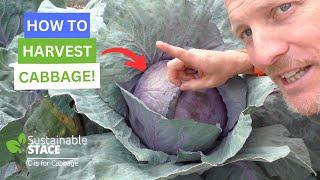 How To Harvest Cabbage