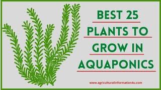 Aquaponics: Best 25 Plants to Grow with Aquaponics | Aquaponic Farming | Best Aquaponic Plants