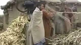 gumbat village an sugar cane farm  (mardan)