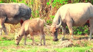 small baby buffalo like to eat