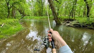 TROUT LOVE THIS SPINNER! (creek fishing)