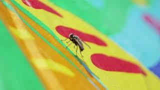 Five absurd facts about Flies!