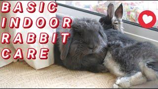 BASIC INDOOR RABBIT CARE | Rabbits for beginner