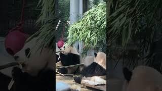 240613 大熊猫萌宝萌玉 | 双胞胎姐妹花吃竹子日常 ，#大熊猫 #panda #cutepanda #萌宝 #萌玉