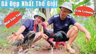 Chiến Kê Đẹp Nhất Xóm - Có Chiến Kê Tơ Không ? Trả Lời Khán Giả Bình Luận Có Tâm Nhất / Đức Hiếu