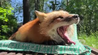 Алиса - лиса. Главлис отдыхает на лежанке #лиса #fox #лисяо #animals #лето #лежак