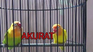 Cara mudah membedakan jenis  kelamin Lovebird jantan dan betina