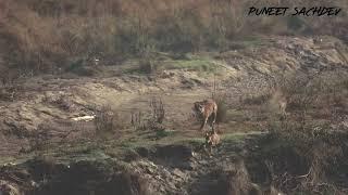 Tiger hunting Deer at corbett, a Race between Life and Death ! @natgeoindia @bbcearth @newsflare