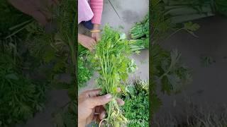 Dhaniya kheti patta hein#gardening #plants #gardeningtips #agriculture #likeandsubscribe #garden 