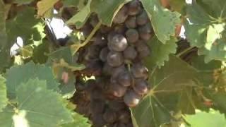 Grape Expectations - Texas Wine Industry