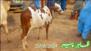 Piyary Bachray In Zahir Pir Cow Mandi|#Mandivisit|